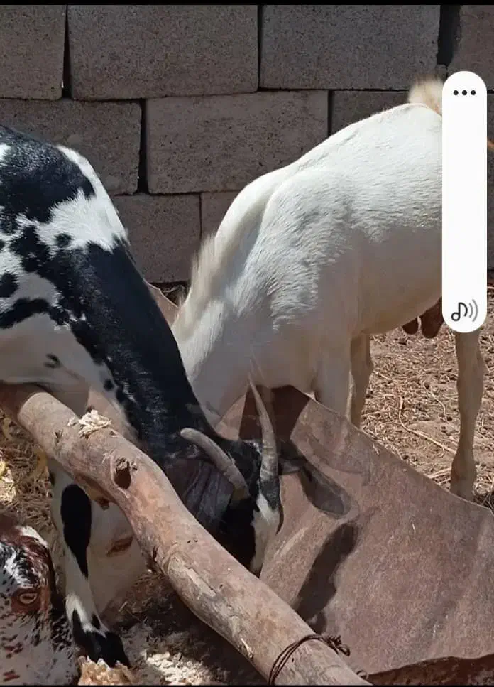 کهره نر کوچک و بزرگ بره ماده .بز|حیوانات مزرعه|بندرعباس, |دیوار