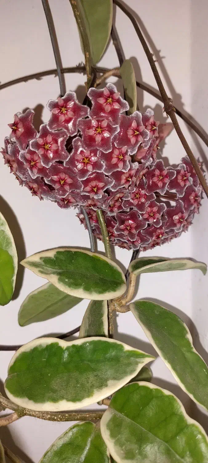 گل هویا|گل و گیاه طبیعی|رشت, دیلمان|دیوار