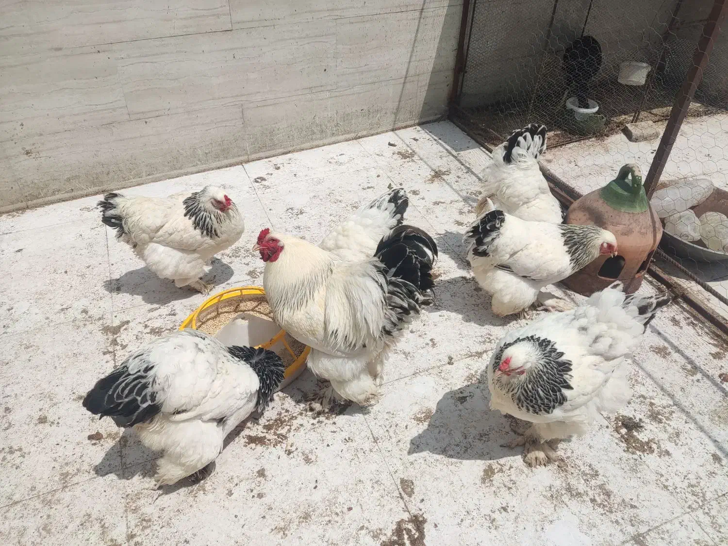 تخم مرغ برهما|حیوانات مزرعه|قائم‌شهر, |دیوار