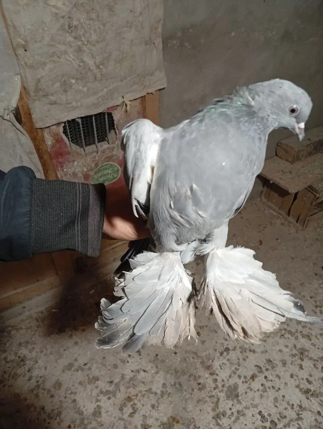 آبی پا پر سه پر مونده ماده|پرنده|ملکان, |دیوار