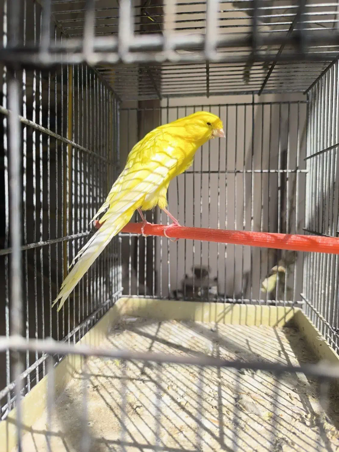 قناری رسمی بلند نر سرخ سبز چغندری|پرنده|جرقویه, |دیوار