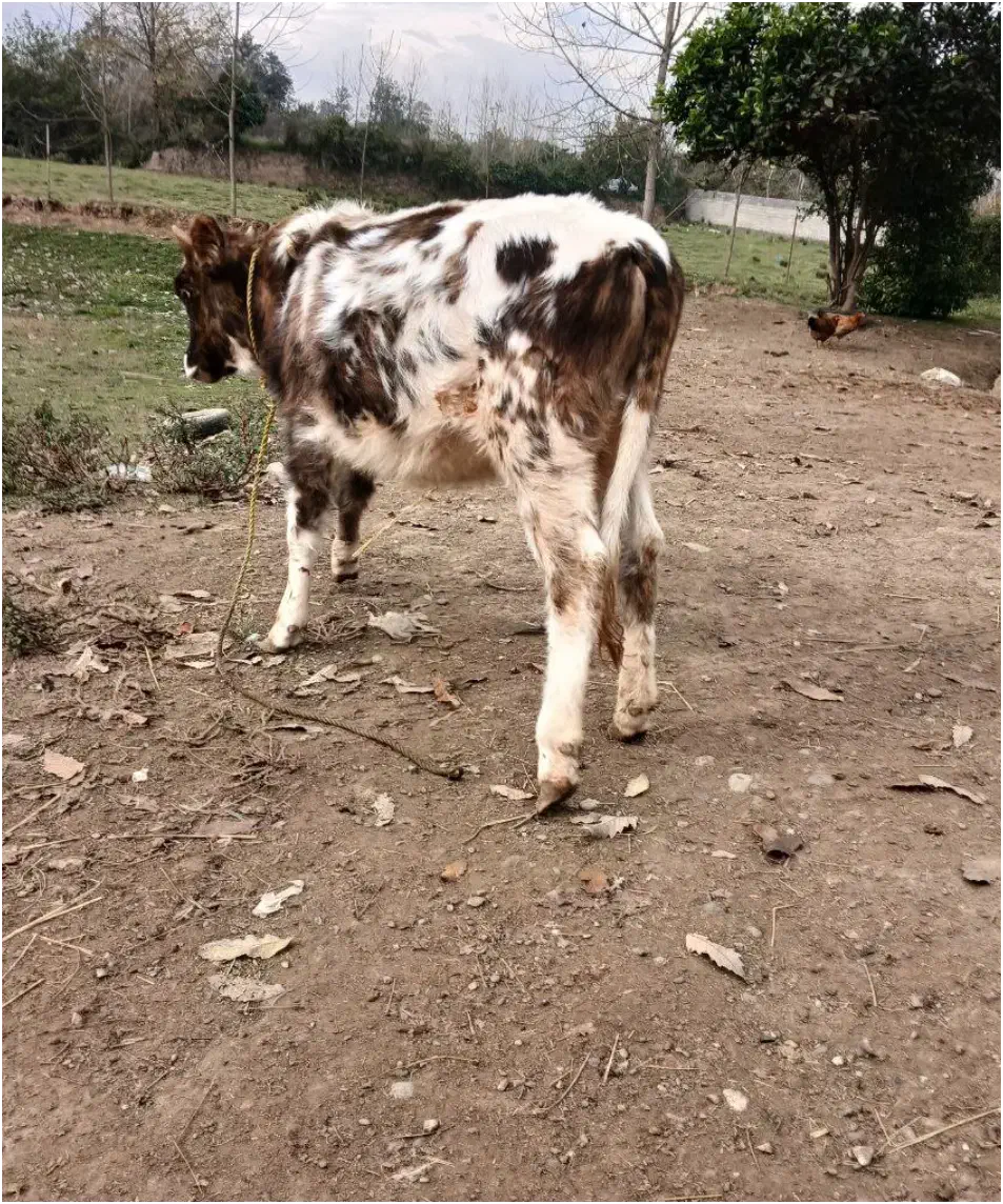 لیشه دورگه چالوسی|حیوانات مزرعه|تولم شهر, |دیوار