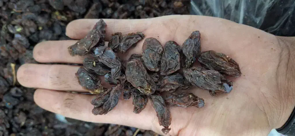 مویز|خوردنی و آشامیدنی|ری, ملک‌آباد|دیوار