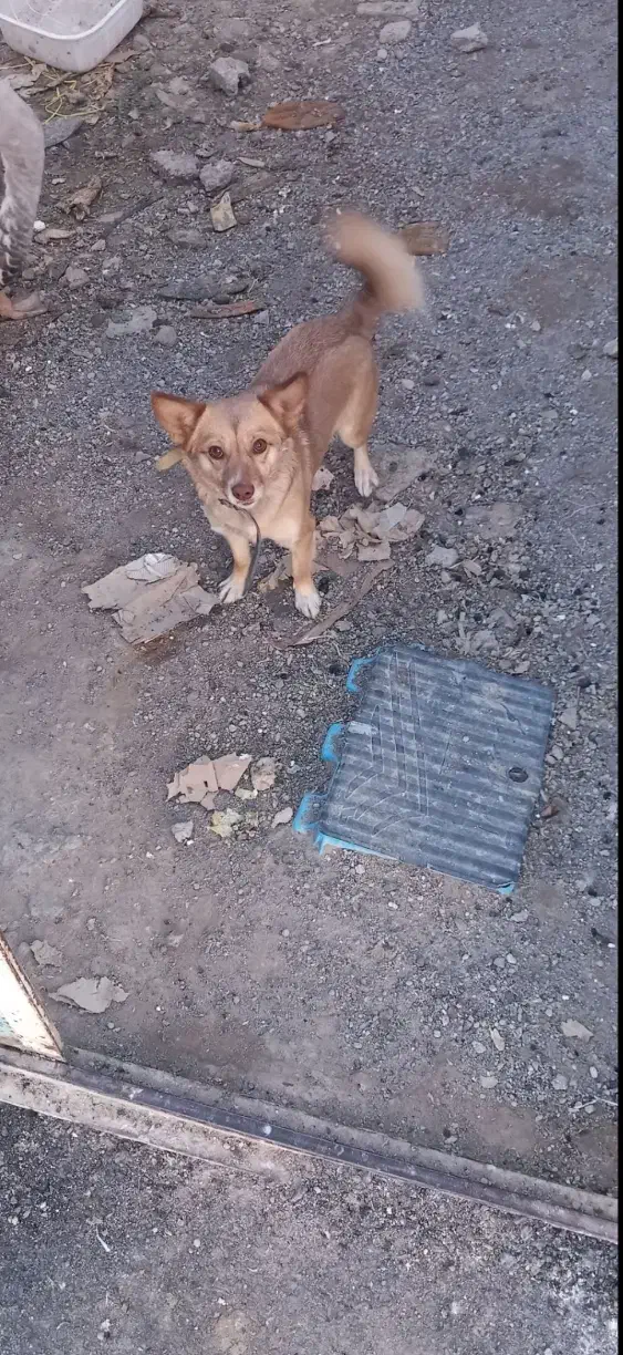 سگ پاکوتاه باهوش|سگ|تبریز, |دیوار