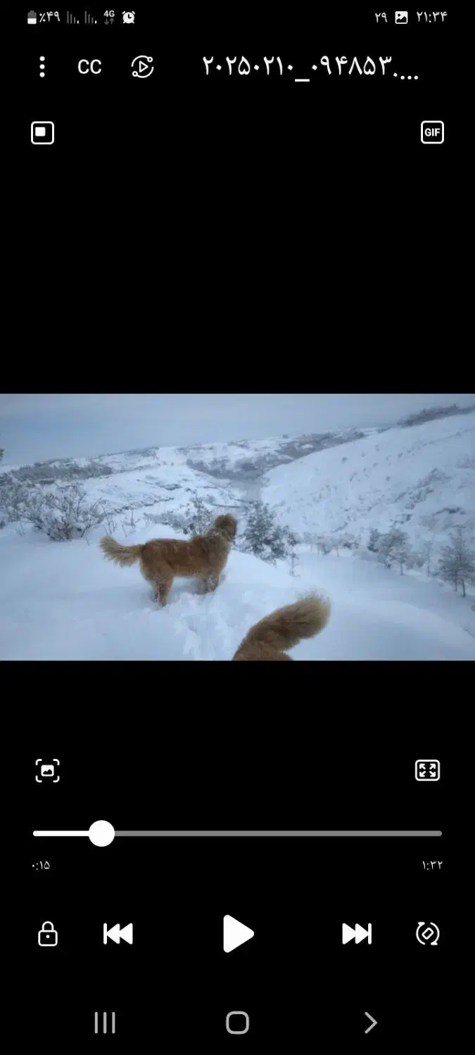 سگ گلگی دهن پاک|سگ|طرقبه, |دیوار