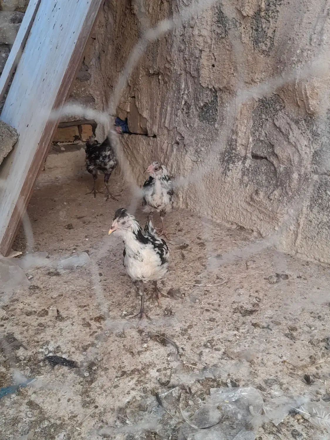 جوجه مرغ گلین اصل|حیوانات مزرعه|رفسنجان, |دیوار