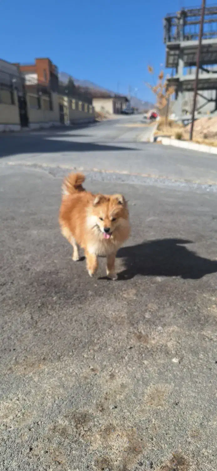 سگ پامر و خراسانی|سگ|پاکدشت, پاکدشت (مامازند)|دیوار