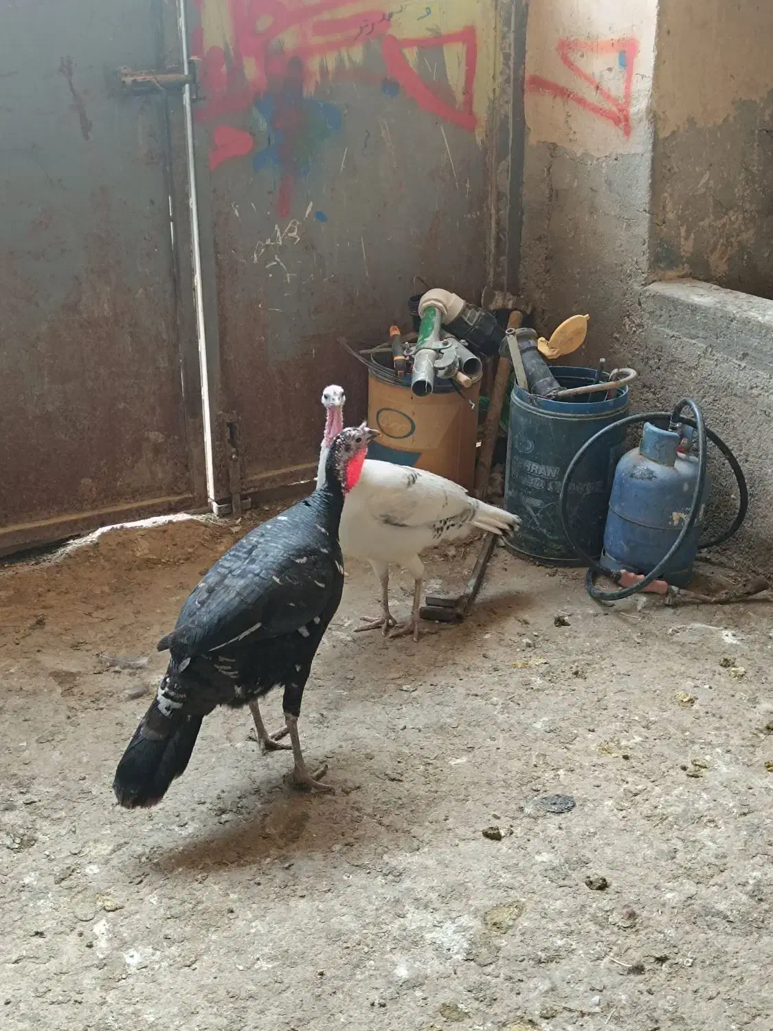 بوقلمون|حیوانات مزرعه|سرپل ذهاب, |دیوار