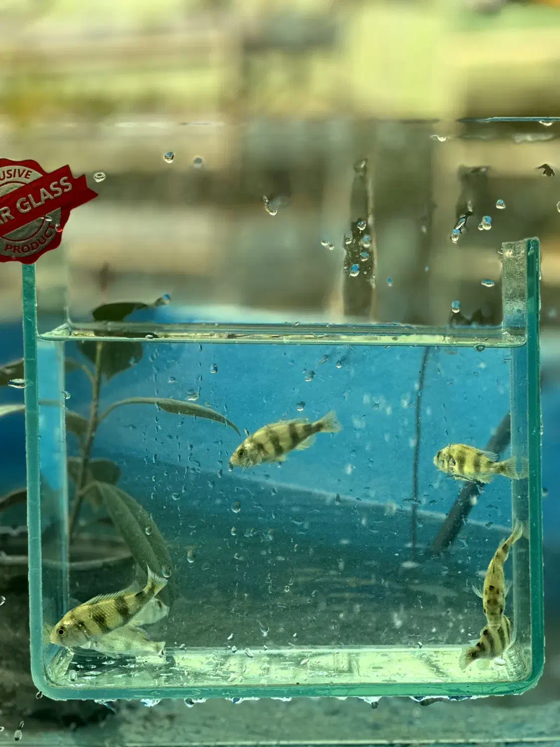 ماهی سیچلاید آفریقایی|ماهی|تهران, جوادیه تهرانپارس|دیوار