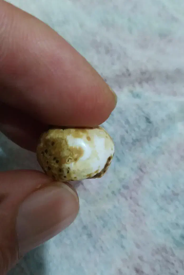 مهره ..  ..اصل|جواهرات|مینودشت, |دیوار