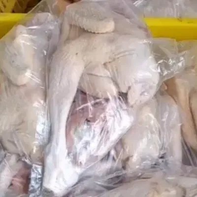 مرغ وخروس محلی|حیوانات مزرعه|بندر ماهشهر, |دیوار