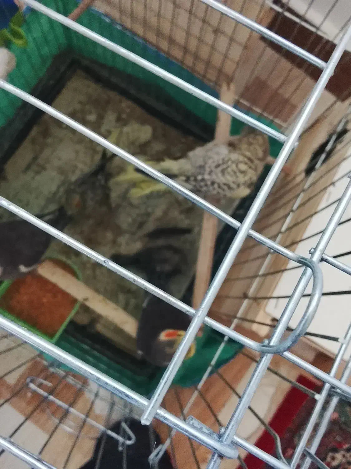 طوطی عروس|پرنده|رشت, حومه رشت|دیوار