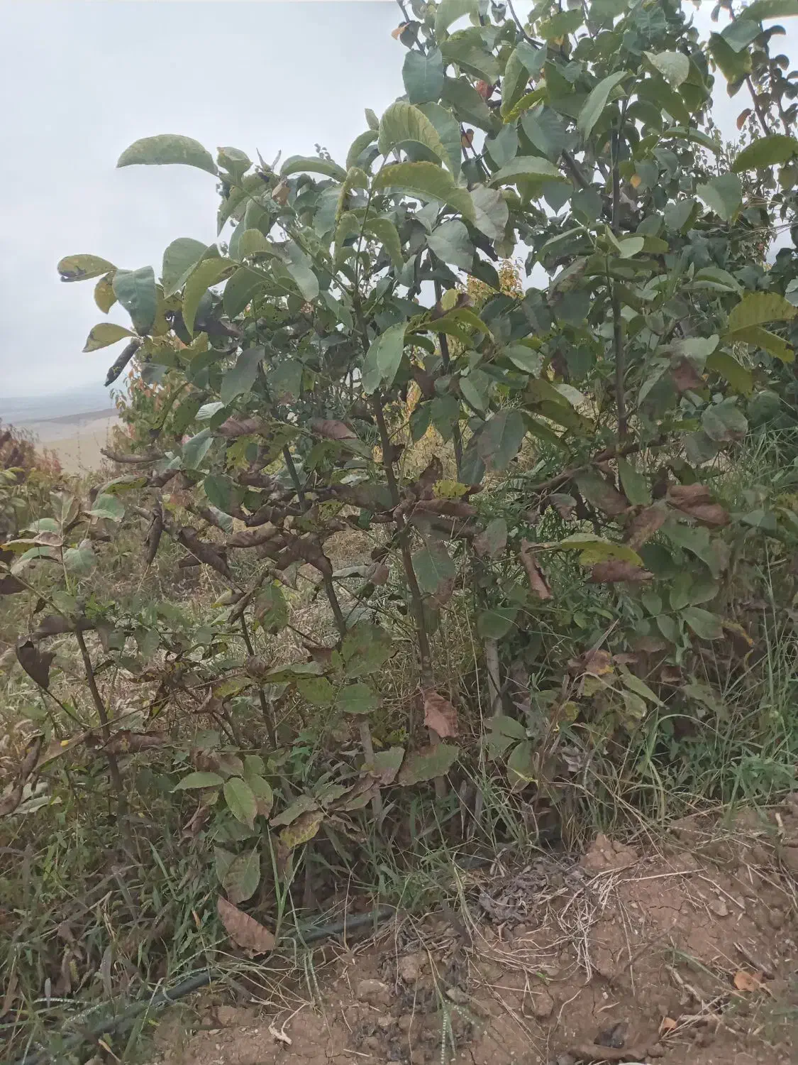 نهال درخت گردو|خدمات باغبانی و درختکاری|انگوت, |دیوار