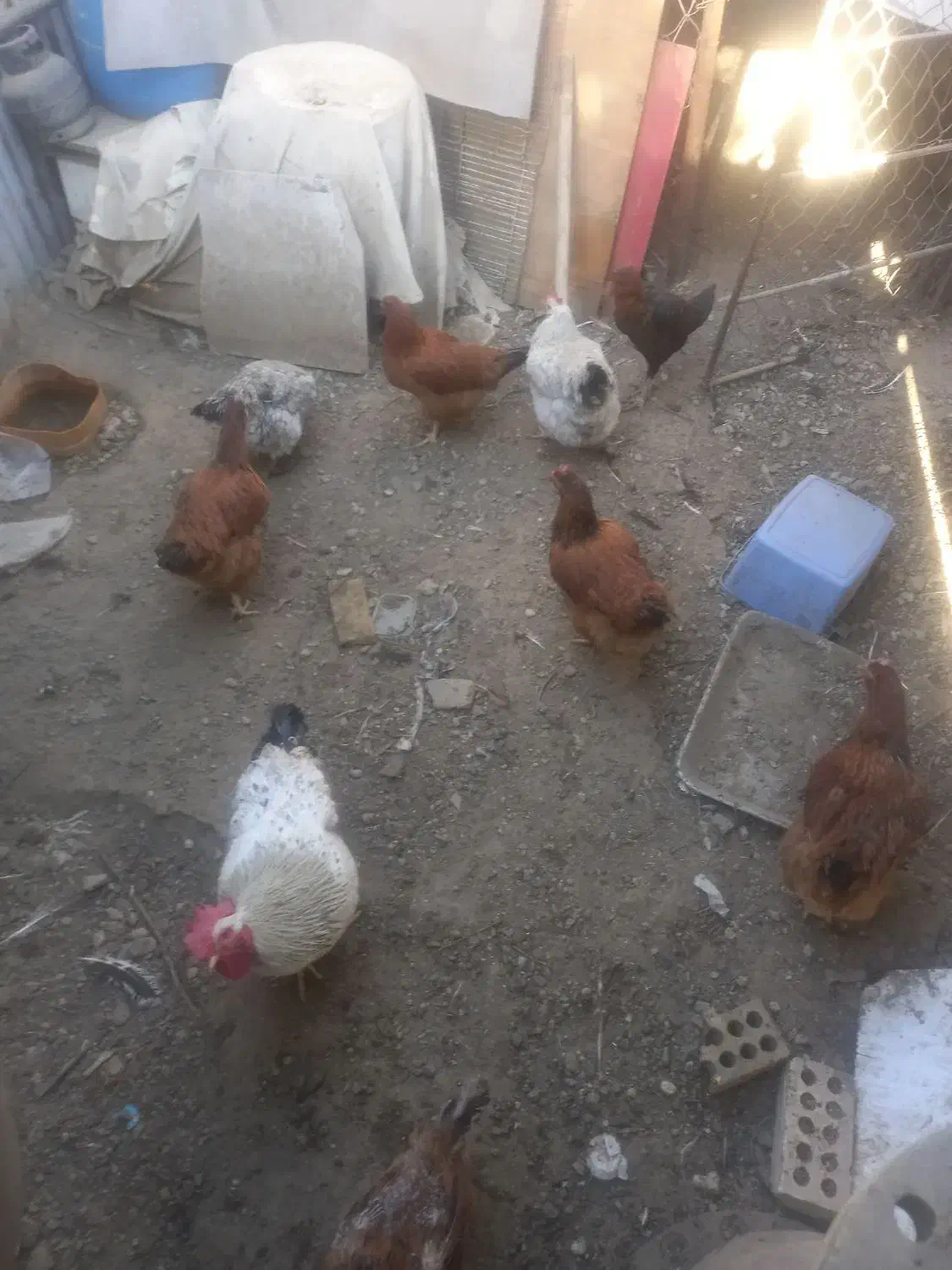 مرغ و خروس|حیوانات مزرعه|مشهد, نوید|دیوار