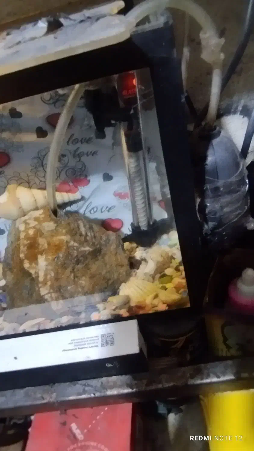 آکواریوم و ماهی گوپی|ماهی|زاهدان, |دیوار