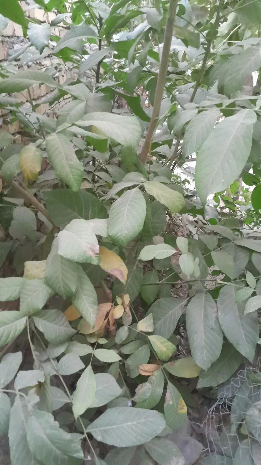 نهال گردو|گل و گیاه طبیعی|قیدار, |دیوار