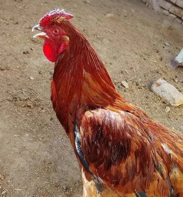 خروس محلی|حیوانات مزرعه|سلیمان, |دیوار