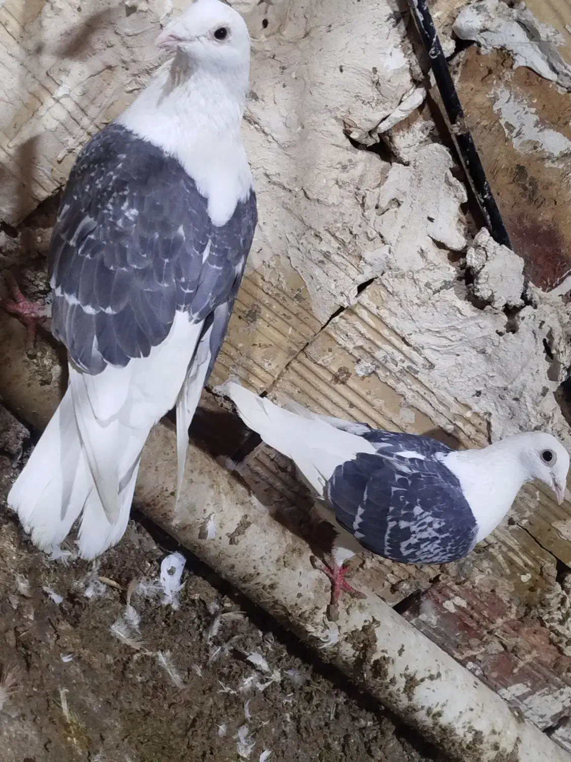 دوکت|پرنده|نیمروز, |دیوار