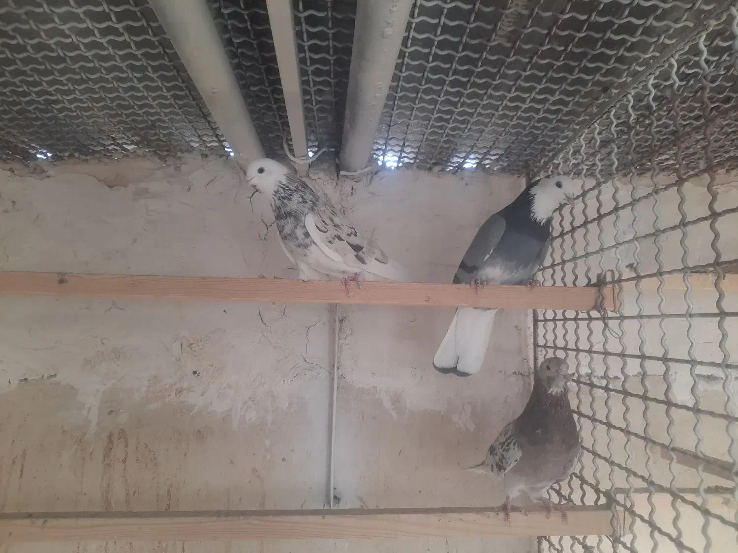 پرنده|پرنده|قم, هنرستان|دیوار