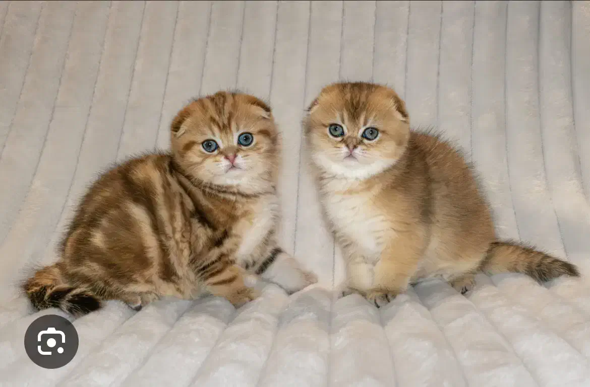 بازارچه اسکاتیش گلد|گربه|تهران, پونک|دیوار