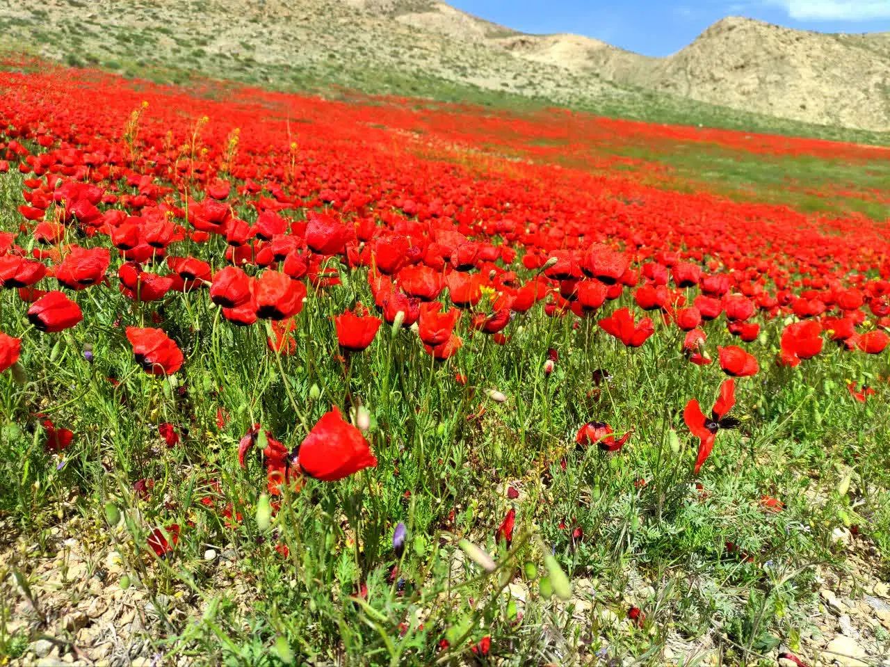 تور زیارتی سیاحتی قم وجمکران و تهران|تور و چارتر|اصفهان, شهرک میلاد|دیوار