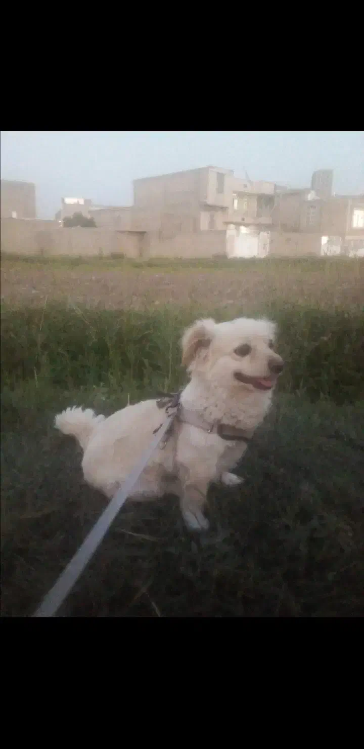 سگ ماده اشپیتز پامر|سگ|آباده, |دیوار