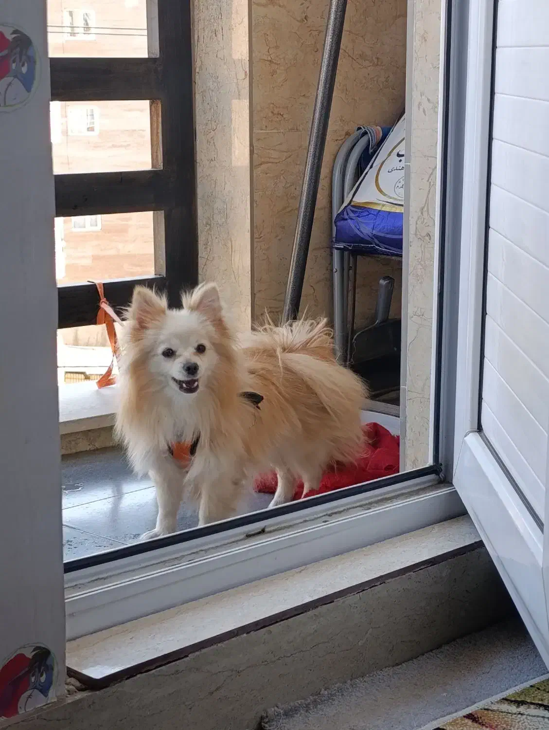 پامرانین روباهیی|سگ|سقز, |دیوار