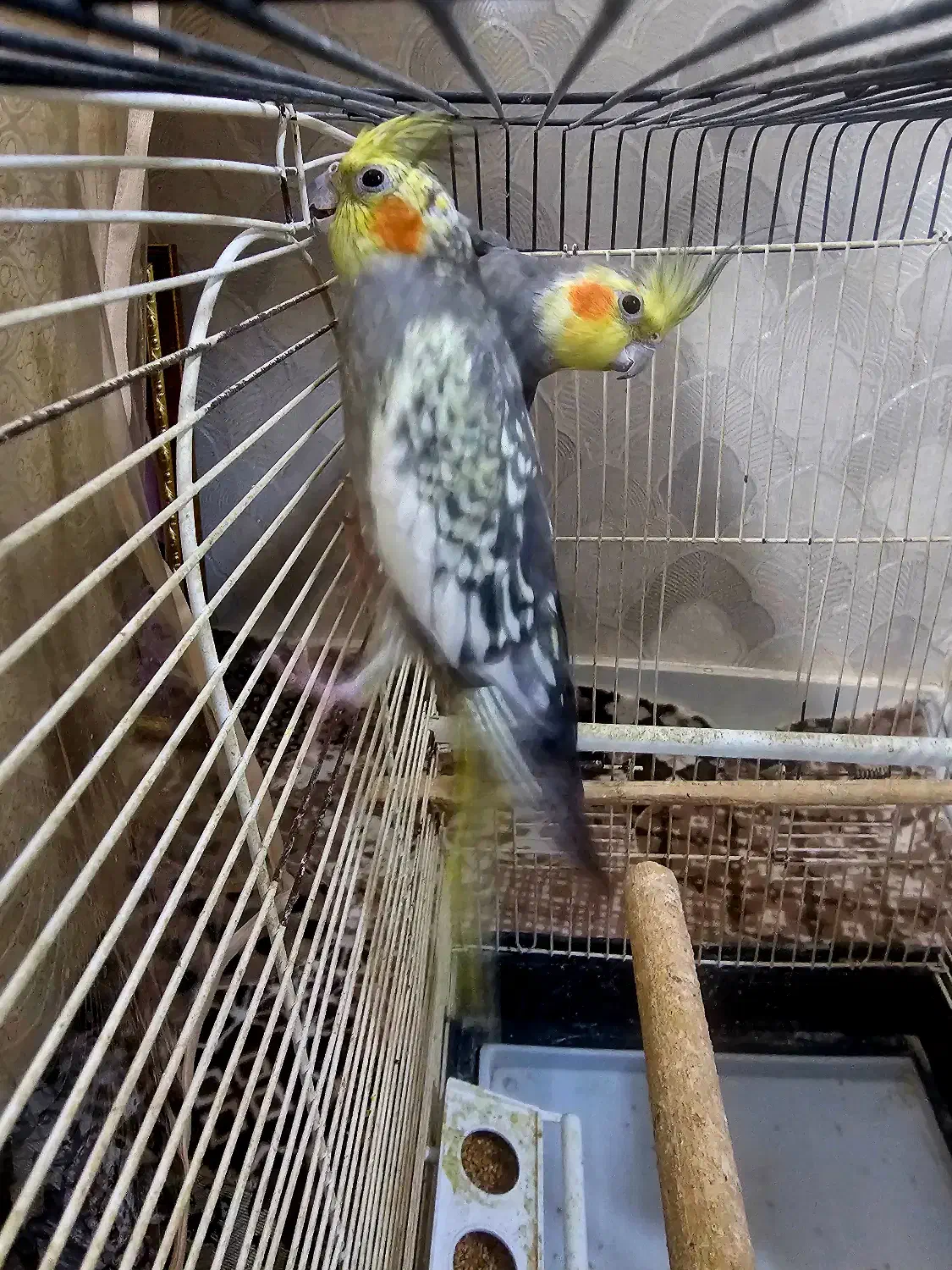 عروس هلندی مولد همراه لوازم جانبی|پرنده|بازرگان, |دیوار