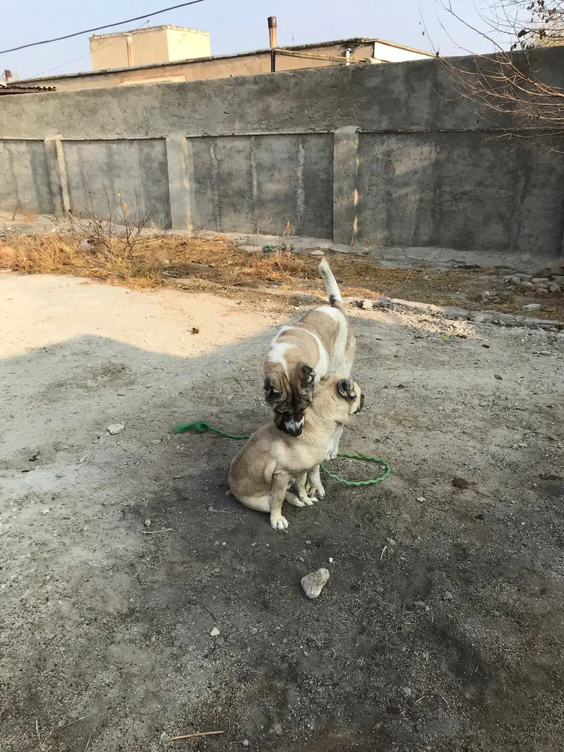 خراسانی افغانی سرابی|سگ|بروجرد, |دیوار