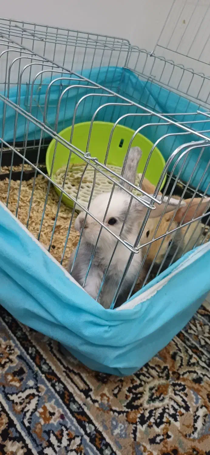 ۲ عدد خرگوش نژاد لپ با تمامی وسایل|موش و خرگوش|محلات, |دیوار