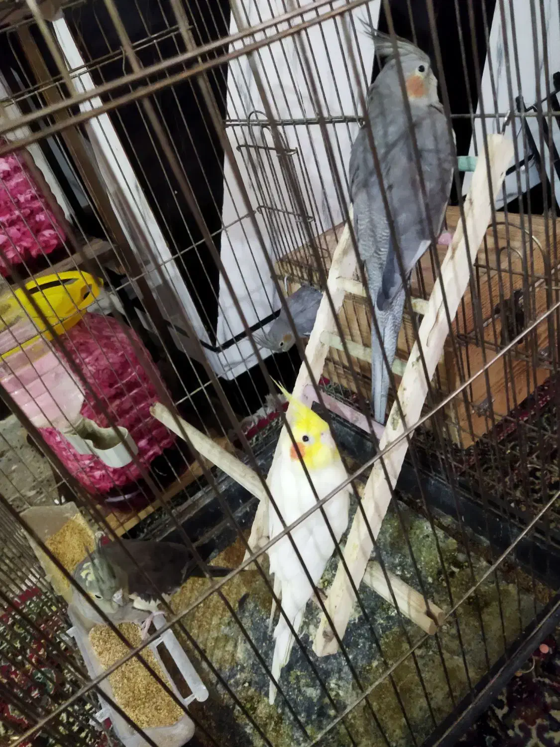 عروس هلندی|پرنده|اندیمشک, |دیوار