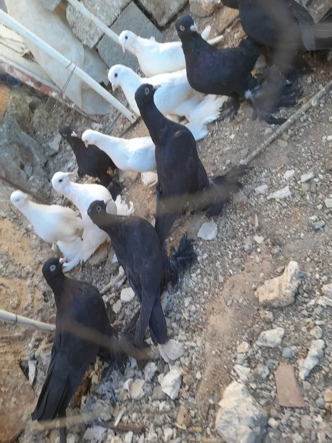 کبوترلوتی‌وسیاه‌پاپر|پرنده|اهر, |دیوار