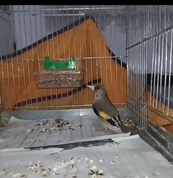 سهره نر دورگ فیروزکوه و کرمانی۲ عدد معاوضه|پرنده|کرج, دولتآباد|دیوار