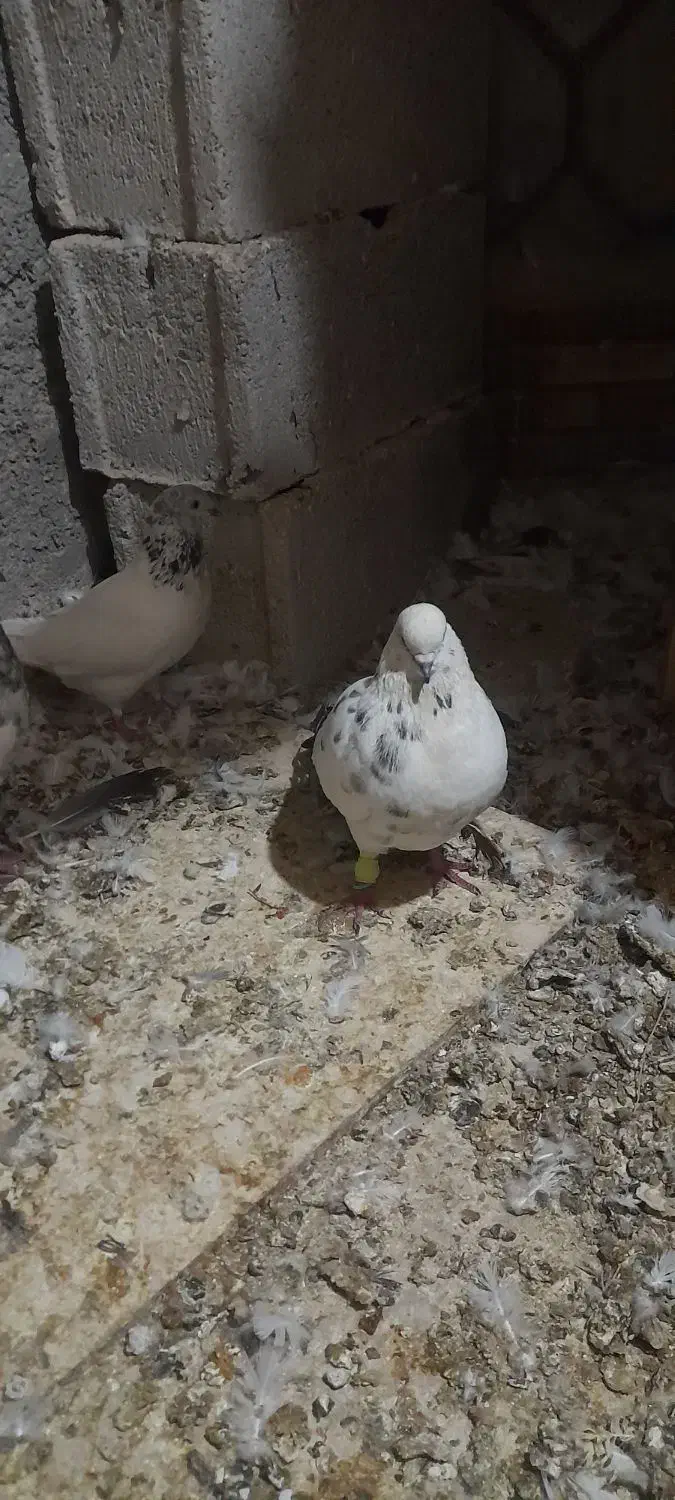 امیدیه شهر دونه|حیوانات|امیدیه, |دیوار