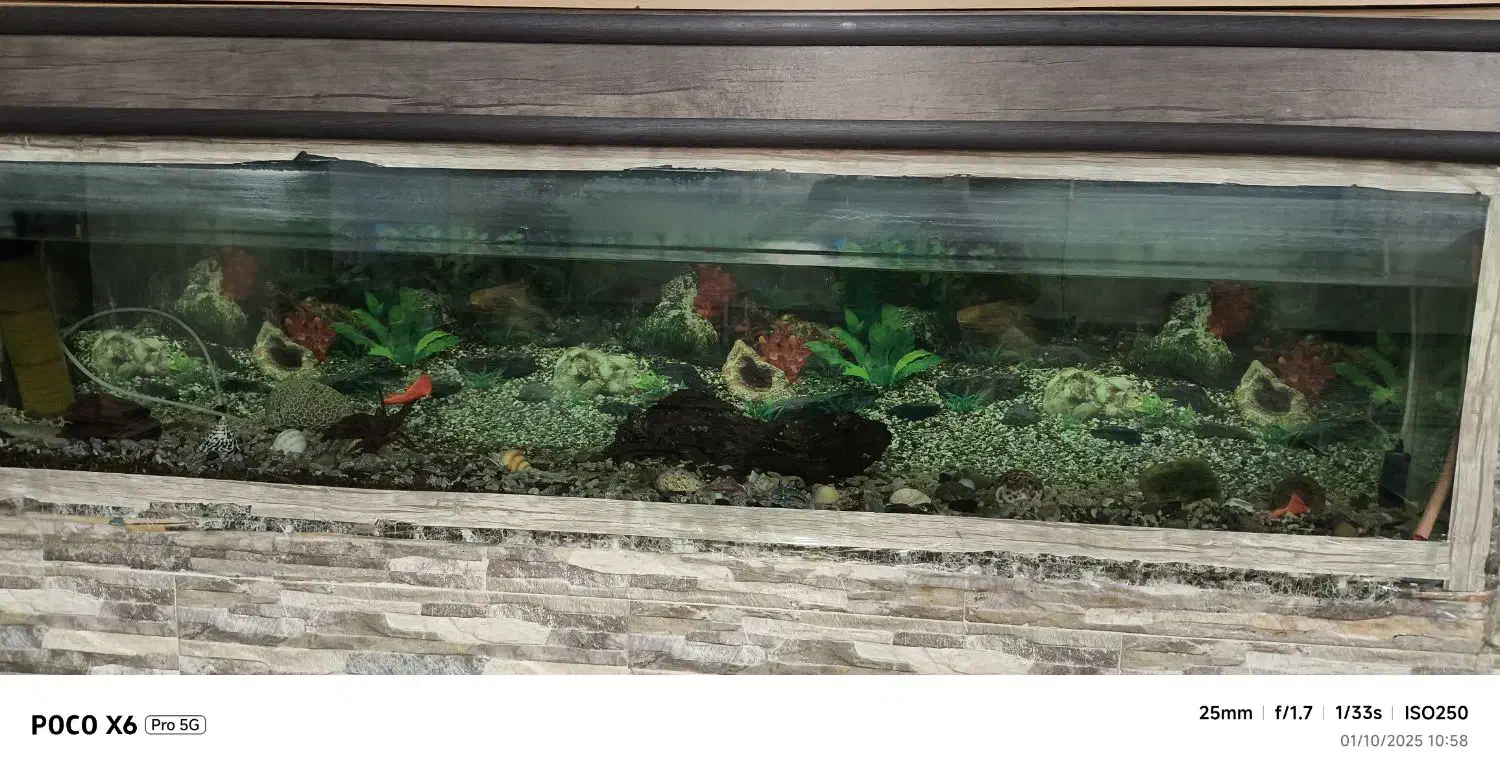 اکواریوم بزرگ|ماهی|خنداب, |دیوار