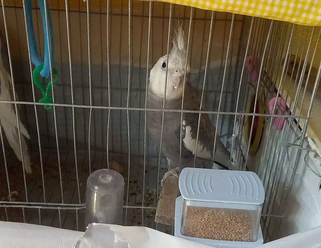 طوطی عروس هلندی|پرنده|بانه, |دیوار