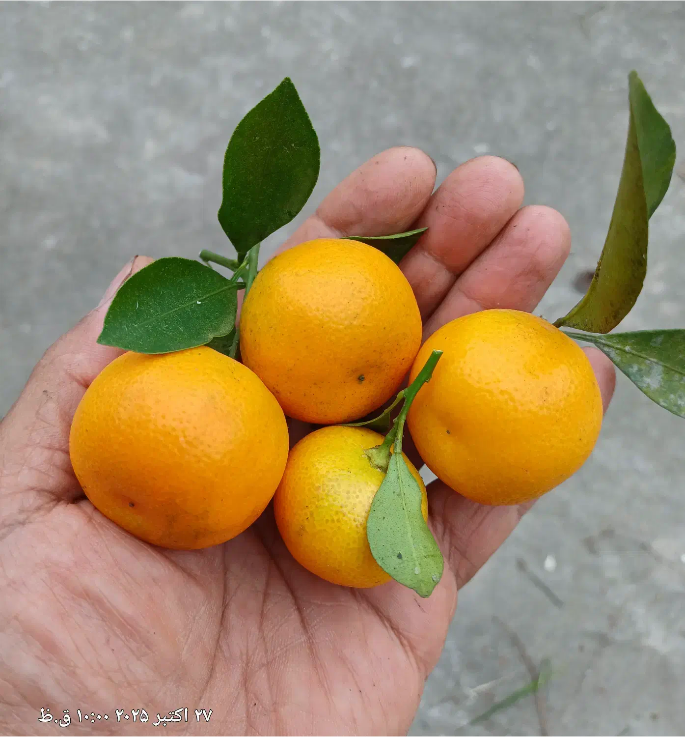 فروش کالاموندین (نارنج مینیاتوری)|خوردنی و آشامیدنی|شاندرمن, |دیوار