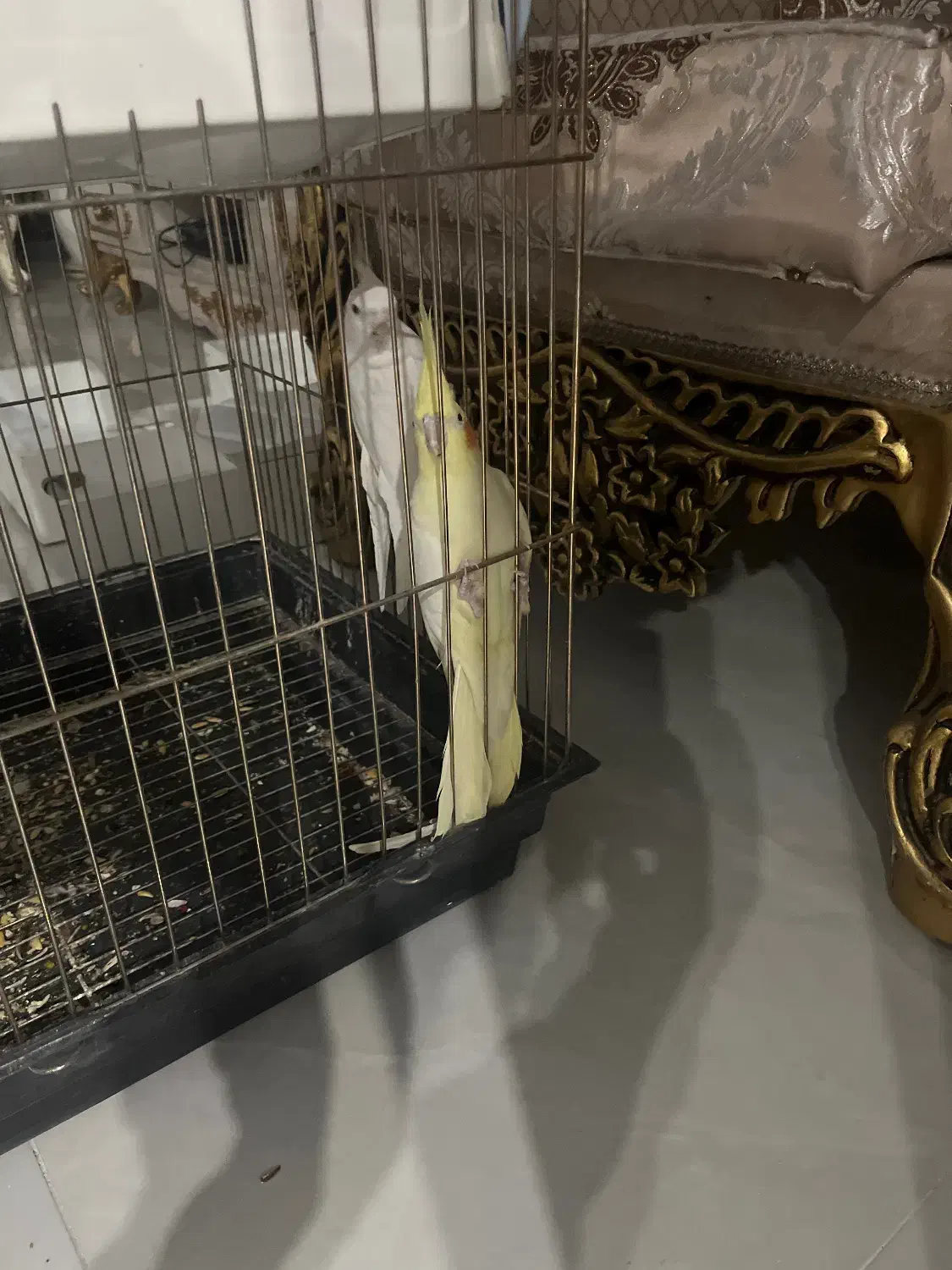 عروس هلندی|پرنده|تهران, هلال احمر|دیوار