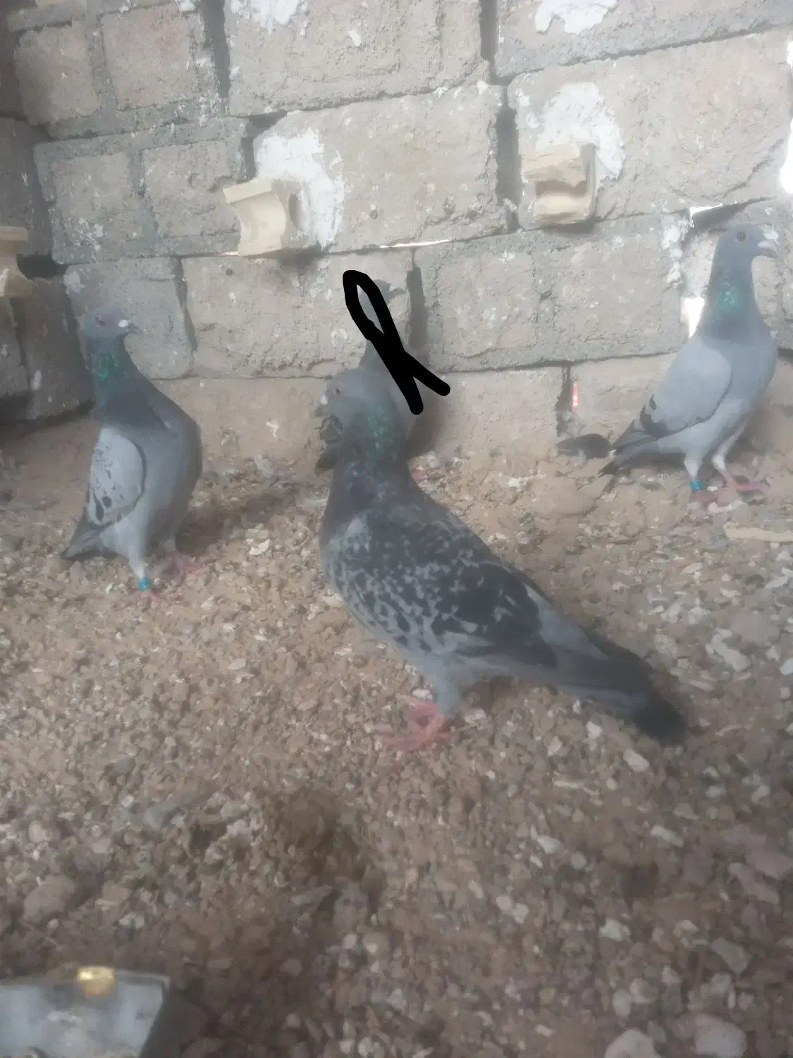 کبوتر پلاکی|پرنده|شبانکاره, |دیوار