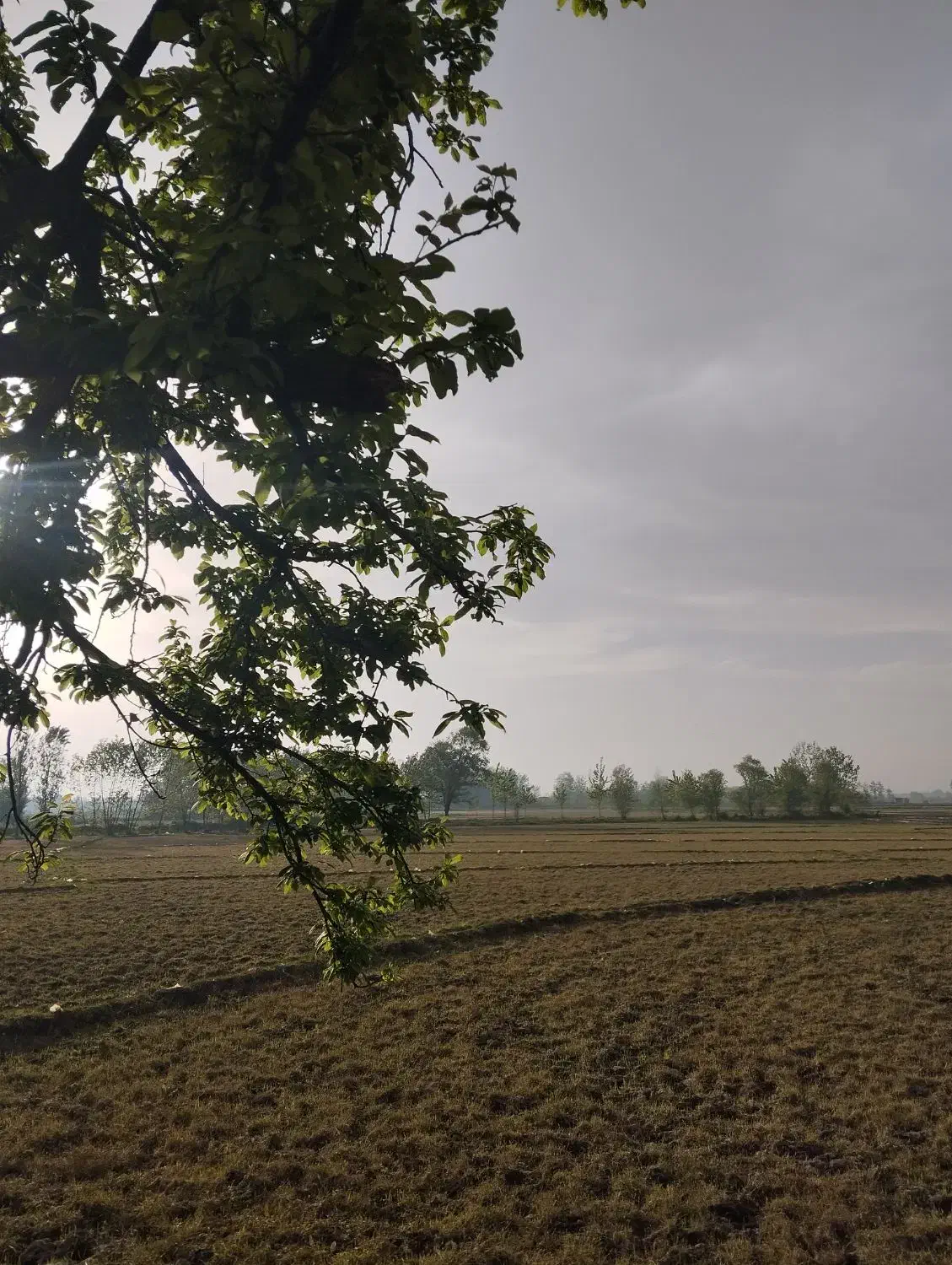 زمین باغی و بیجاری|فروش دفتر صنعتی، کشاورزی، تجاری|خمام, |دیوار