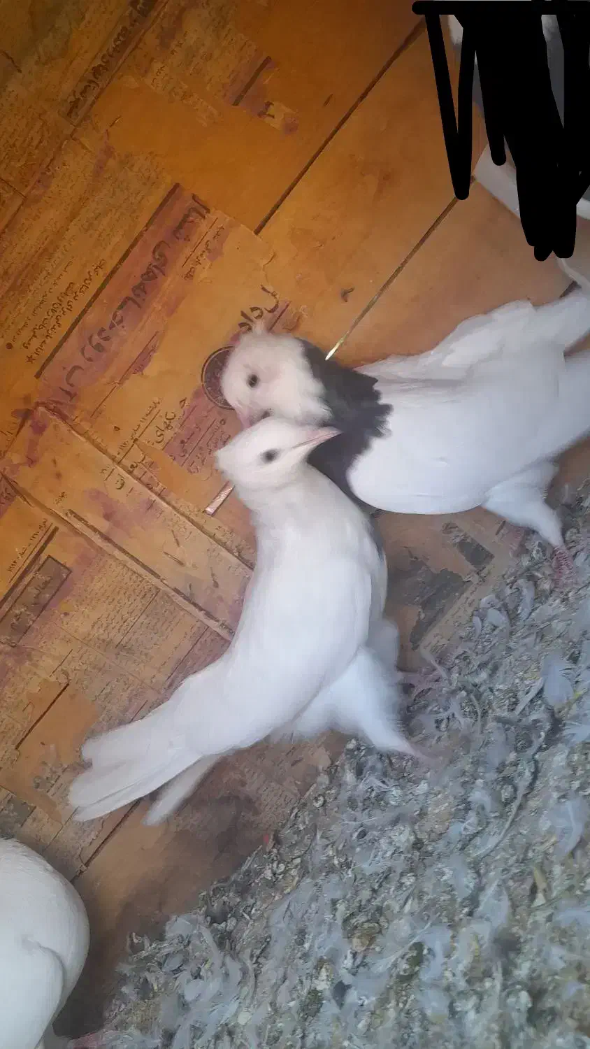 سه عدد کبوتر|پرنده|بیلوار, |دیوار