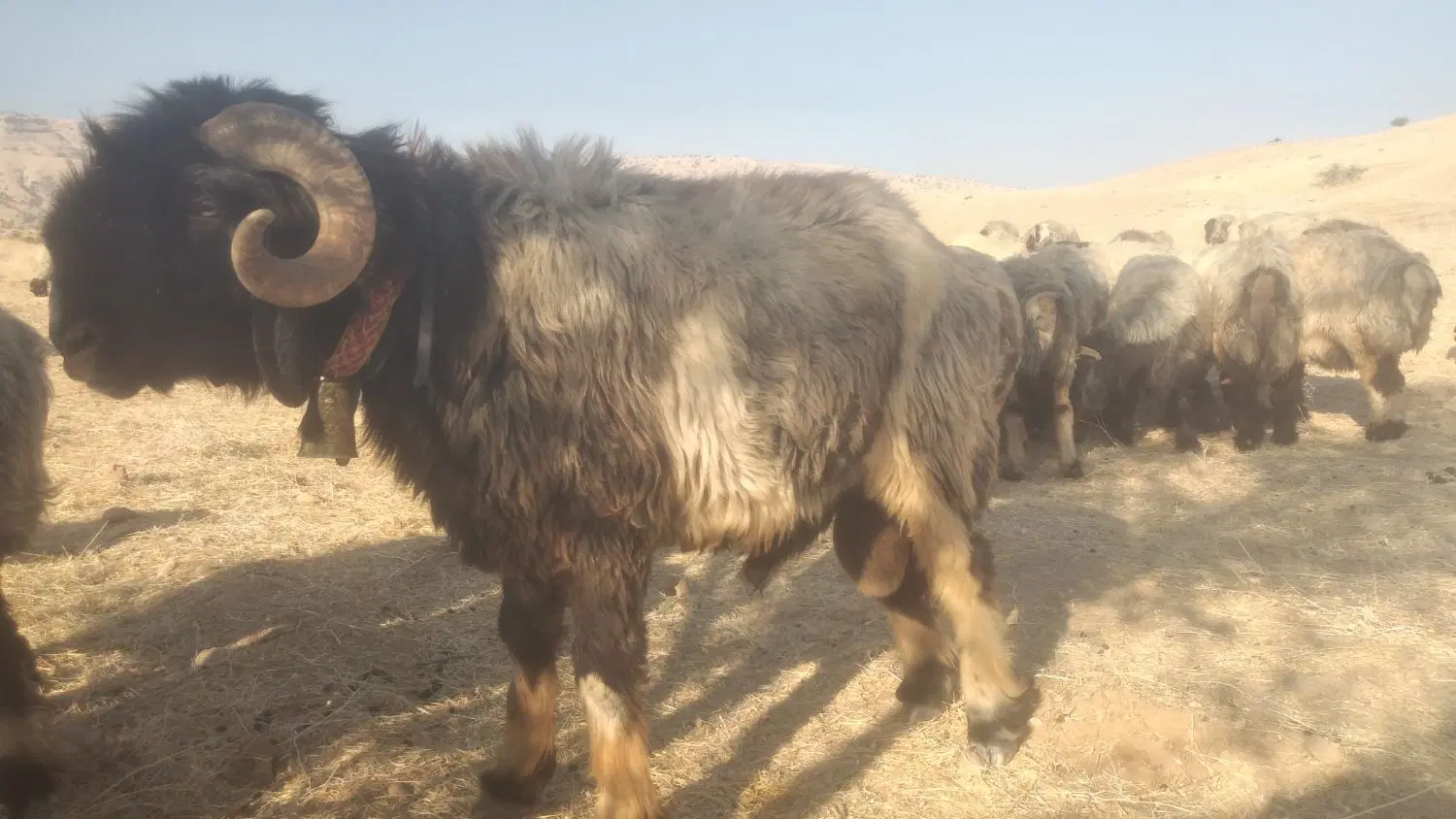 قوچ|حیوانات مزرعه|سروستان, |دیوار