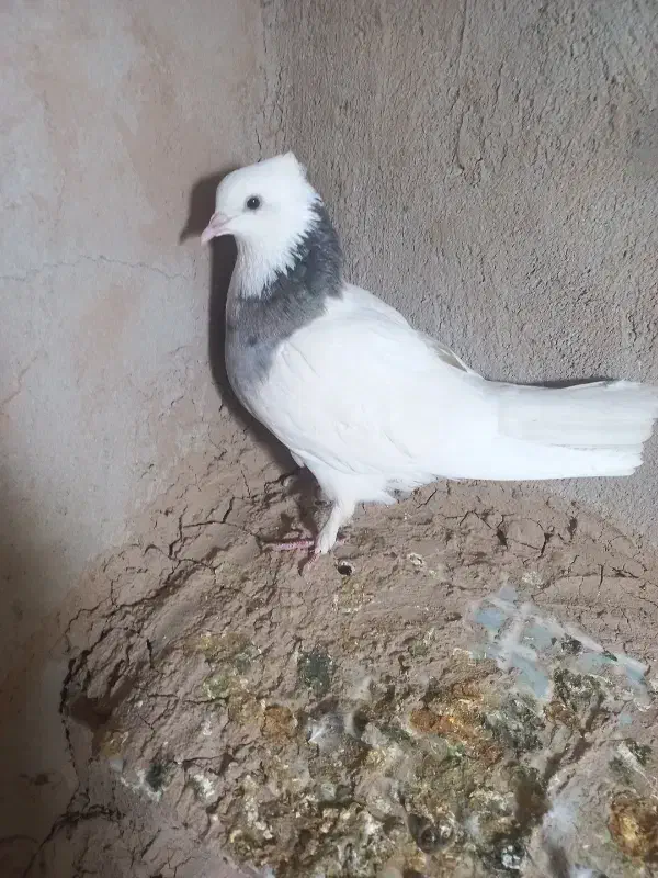 ماده طوقی هفت رنگ|پرنده|شهرآباد, |دیوار