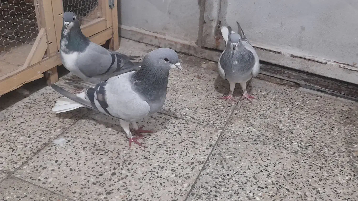 کبوتر دمگیر خرقه وپلاکی مسافتی|پرنده|برخوار, |دیوار