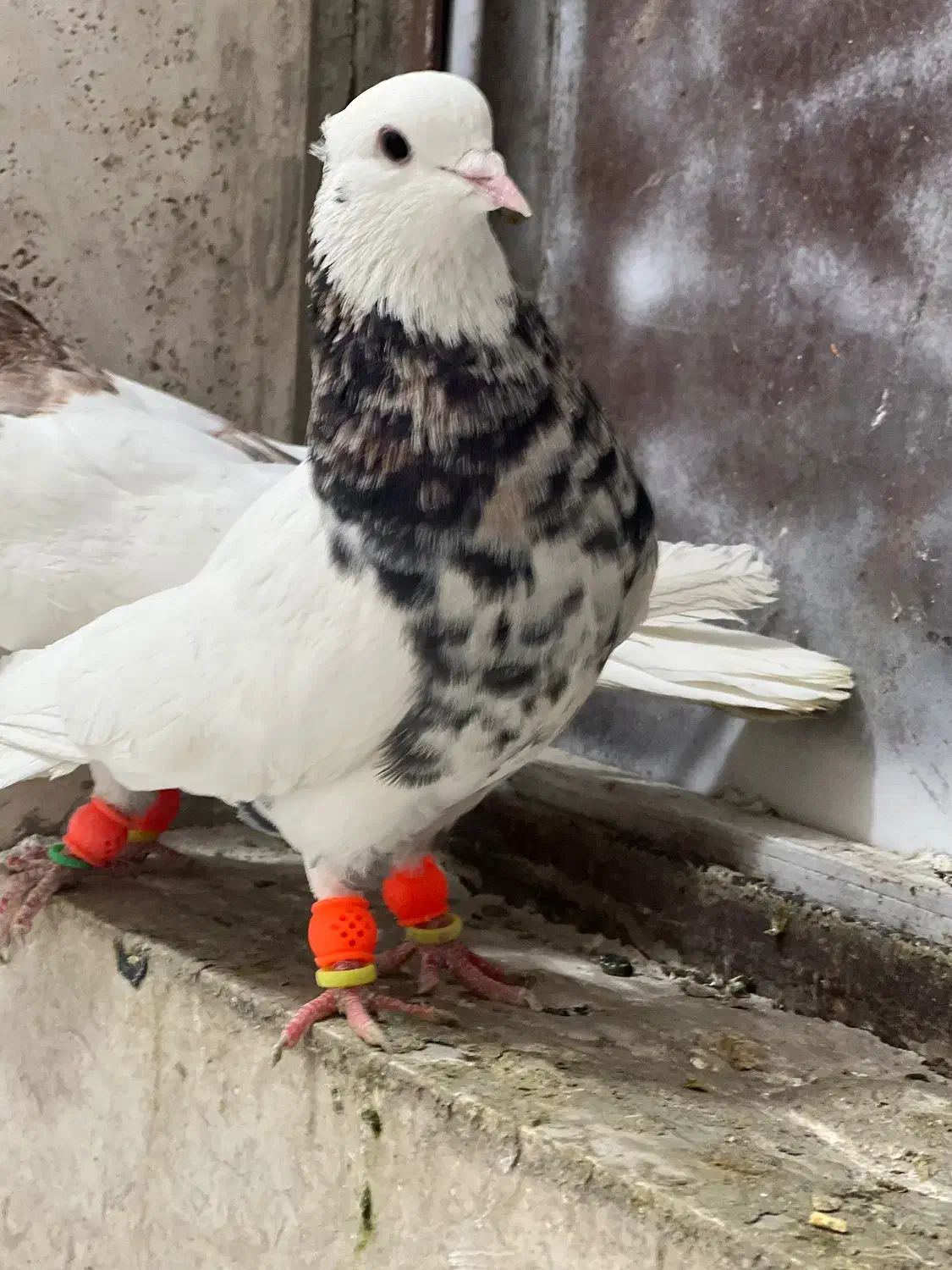 کفتر بهبونی هوایی|پرنده|مرودشت, بیست متری بیمارستان|دیوار