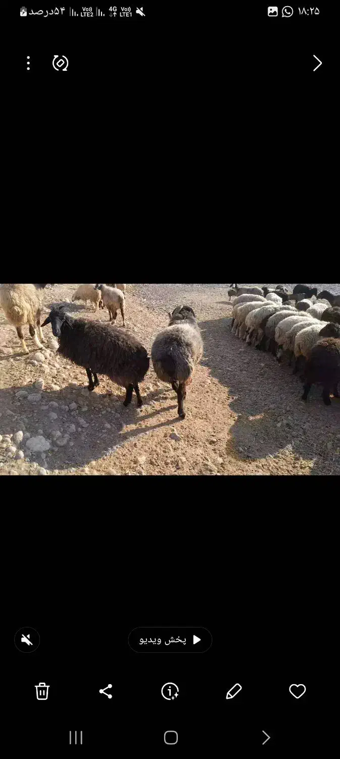 قوچ بزری|حیوانات مزرعه|داراب, |دیوار