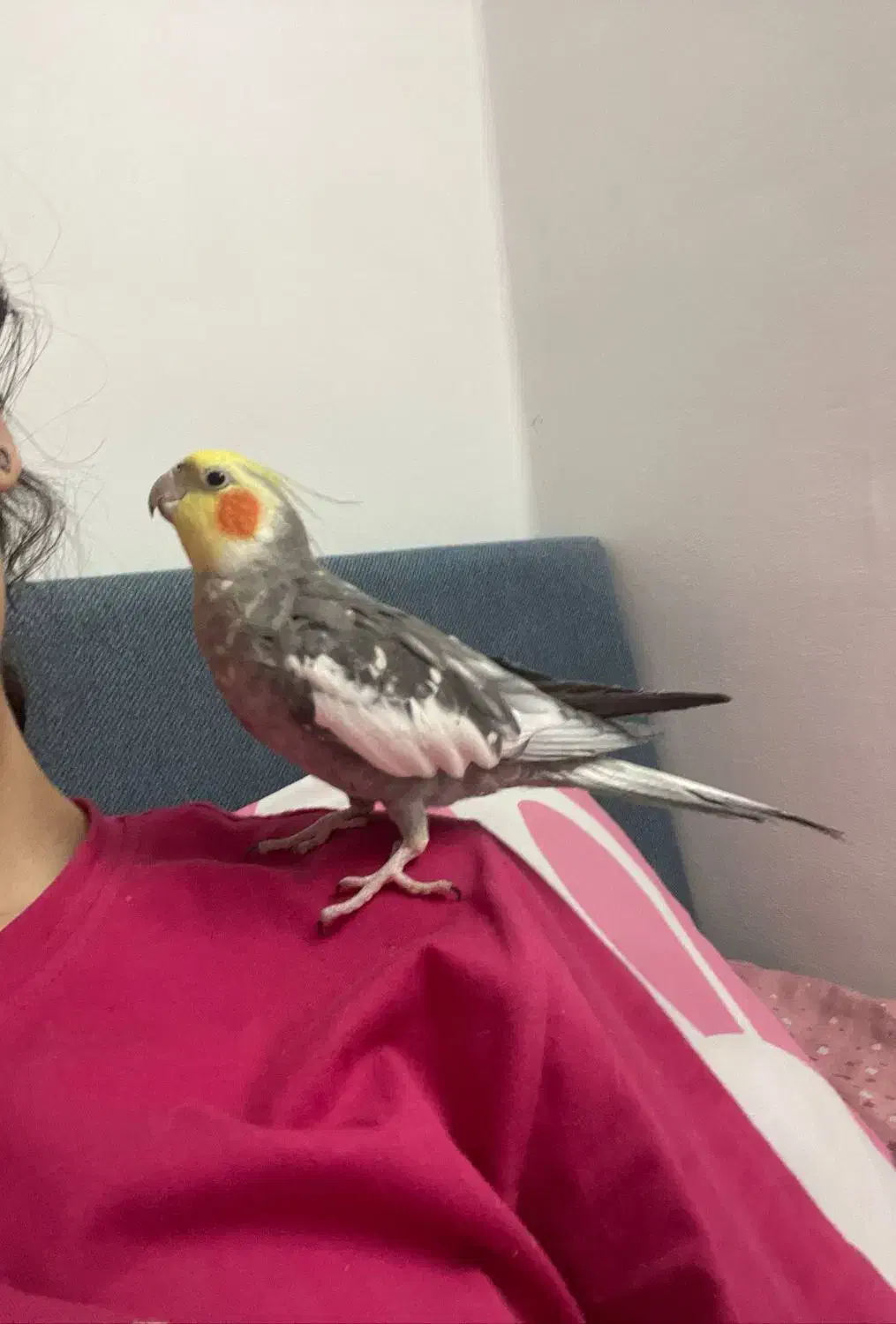 عروس هلندی لوتینو و آلبینو و خاکستری|پرنده|شاهین‌شهر, طالقانی|دیوار