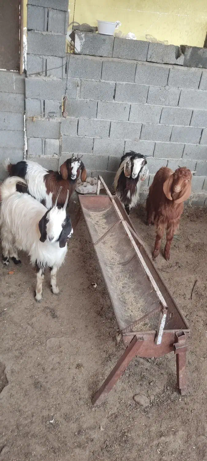 بزغاله|حیوانات مزرعه|سیمین شهر, |دیوار