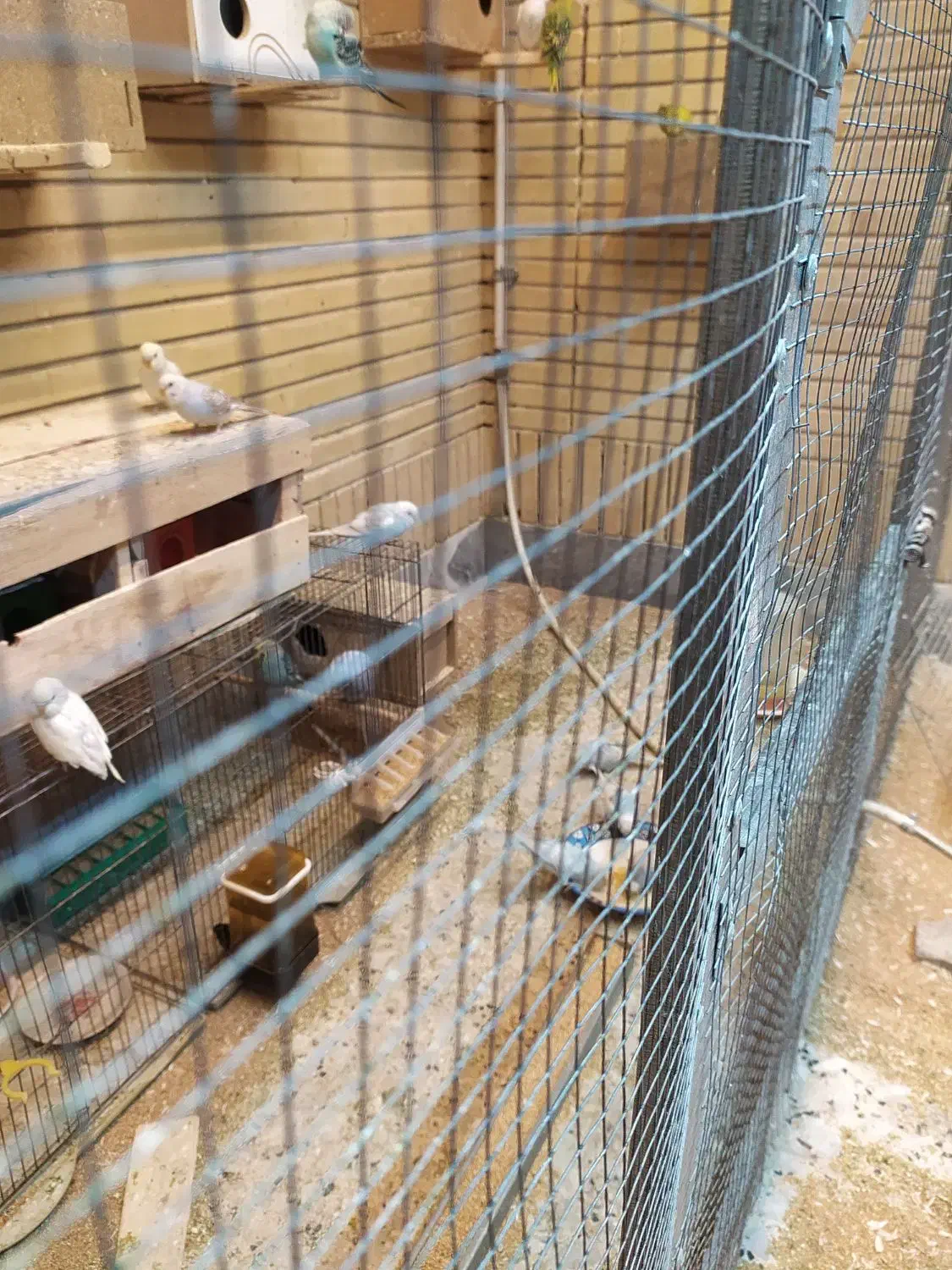 مرغ عشق|پرنده|شاهین‌شهر, شهرک گلدیس|دیوار