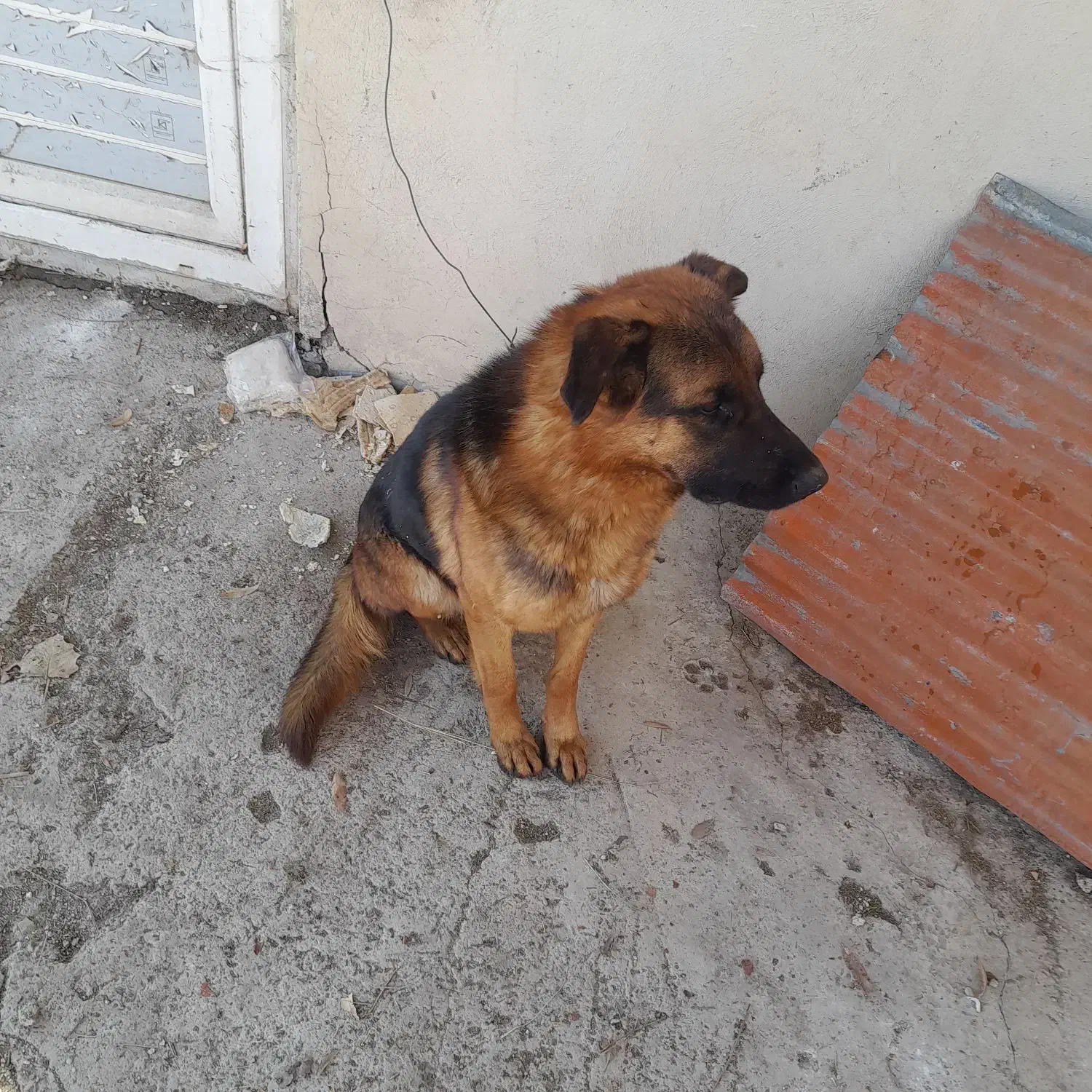 سگ پیداشده|حیوانات|رودهن, |دیوار